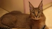 Породи домашни котки, подобни на lynx